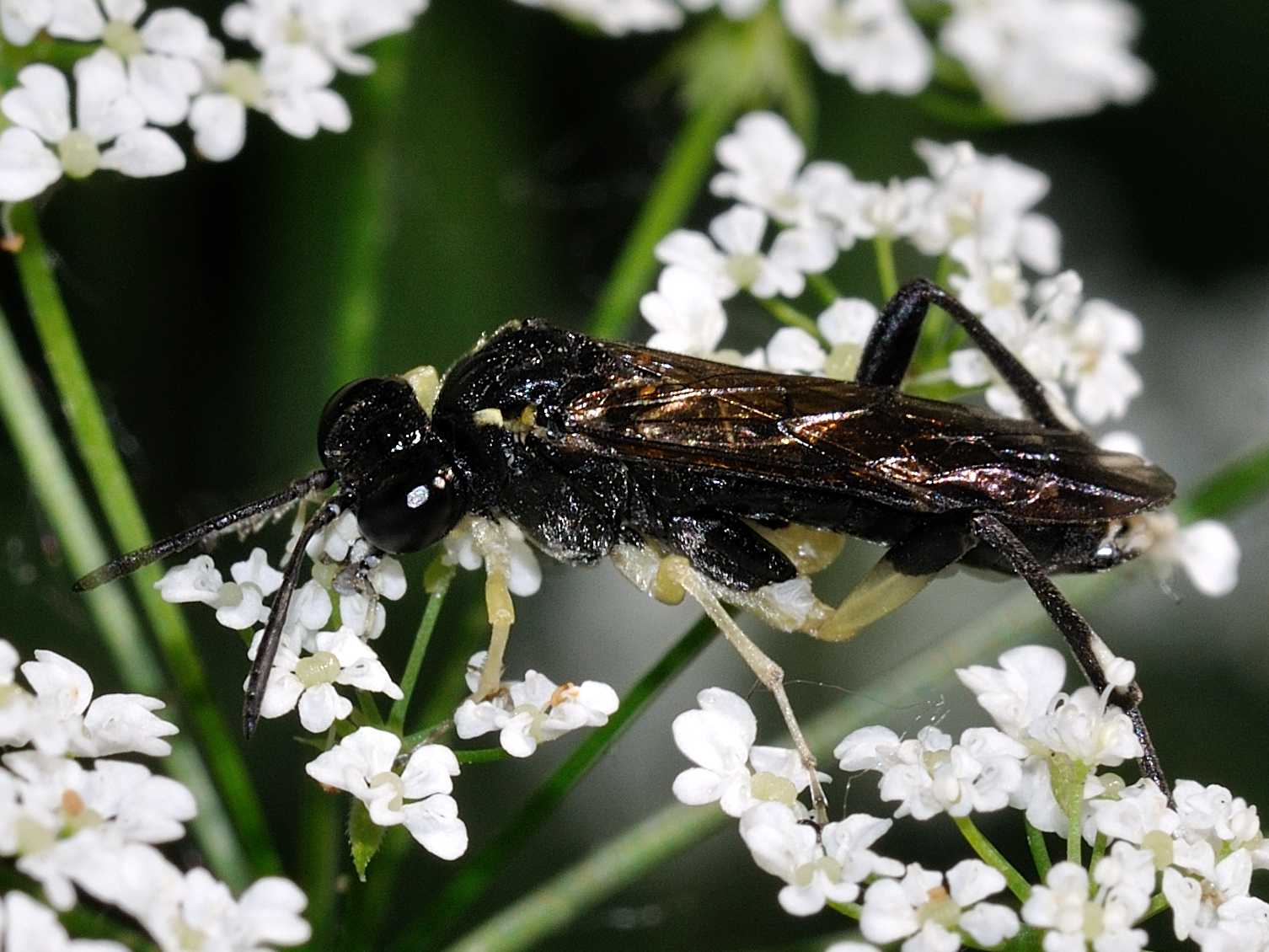 Tenthredinidae n.1 (Macrophya montana?)